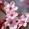 blossom_bre